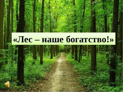 Лес - наше богатство.